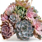 TMA Press Botany Cacti Succulents Science Desert Gardening-0