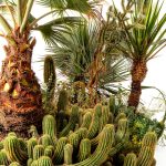 Desert Gardening Book Crowood Press English Kindle Edition-0