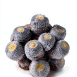Ten Speed Press Cacti Succulents Science Kindle Book-0