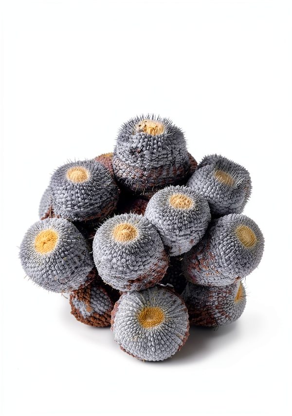 Ten Speed Press Cacti Succulents Science Kindle Book-0