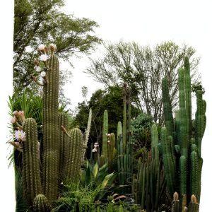 Struik Lifestyle Cacti Succulents Gardening eBook Kindle-0