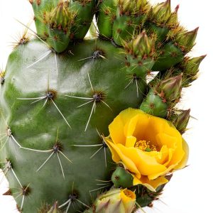 De Vecchi Desert Gardening Book Kindle Spanish Edition-0