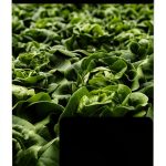 DigiCat Desert Gardening eBook Sustainable Organic-0