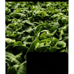 DigiCat Desert Gardening eBook Sustainable Organic-0