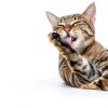 Inaba Churu Indoor Care Treats for Cats-4