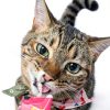 Salmon Lickable Treats for Cats by ZURU Pet Supplies-6