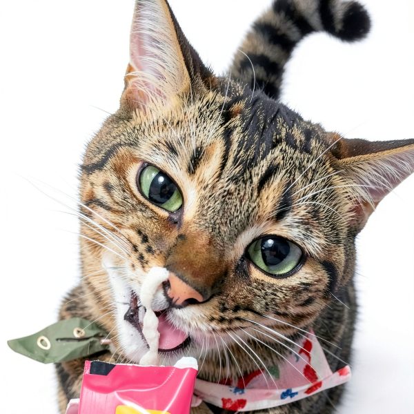 Salmon Lickable Treats for Cats by ZURU Pet Supplies-6