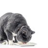 Churu Bisque Indoor Cat Hairball Control-3