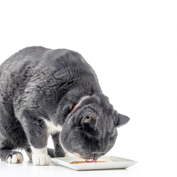 Churu Bisque Indoor Cat Hairball Control-3